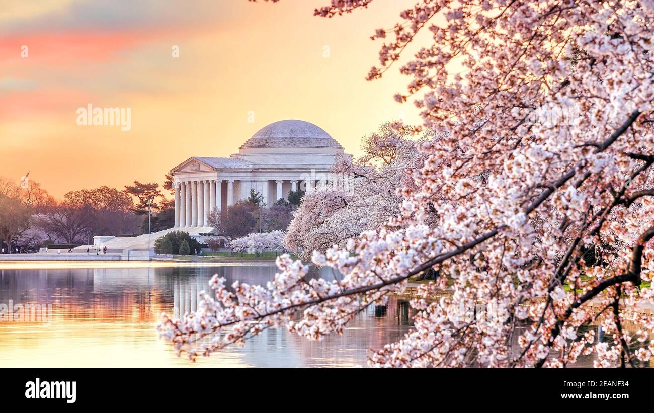 Jefferson Memorial durante il Cherry Blossom Festival Foto Stock