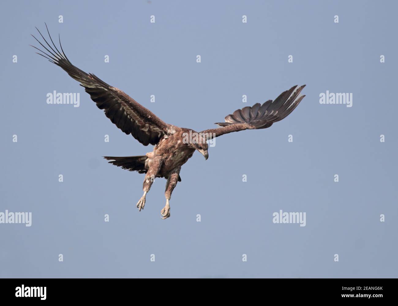 L'aquila di pesce di Pallas, conosciuta anche come aquila di mare di Pallas o aquila di pesce con coda a banda, è una grande aquila di mare bruno. Foto Stock