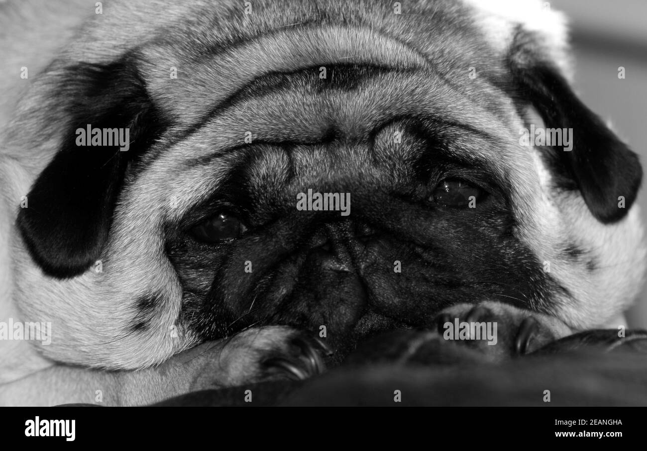 Primo piano di una giovane femmina Foto Stock