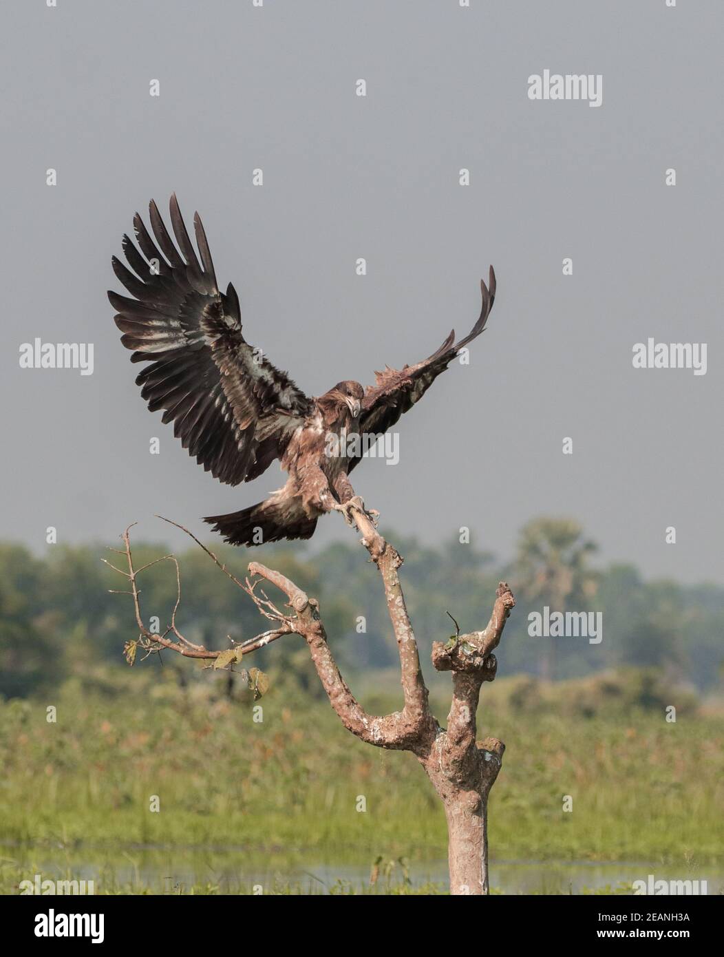 L'aquila di pesce di Pallas, conosciuta anche come aquila di mare di Pallas o aquila di pesce con coda a banda, è una grande aquila di mare bruno. Foto Stock