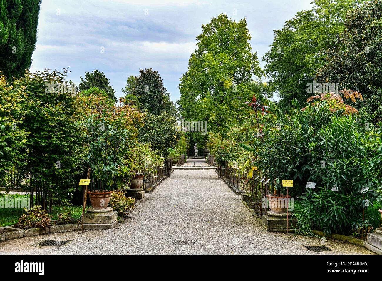 Orto Botanico di Padova, il più antico giardino botanico, patrimonio dell'umanità dell'UNESCO, Padova, Veneto, Italia, Europa Foto Stock
