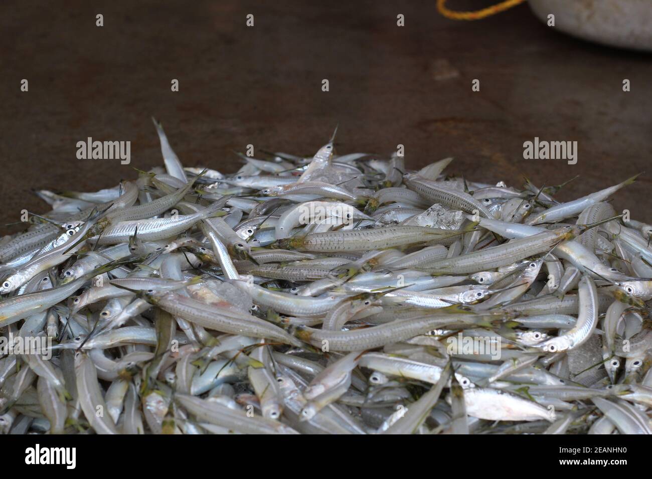 enorme mazzo di pesce ago vendita mezzo pesce di becco sal ein mercato indiano del pesce Foto Stock