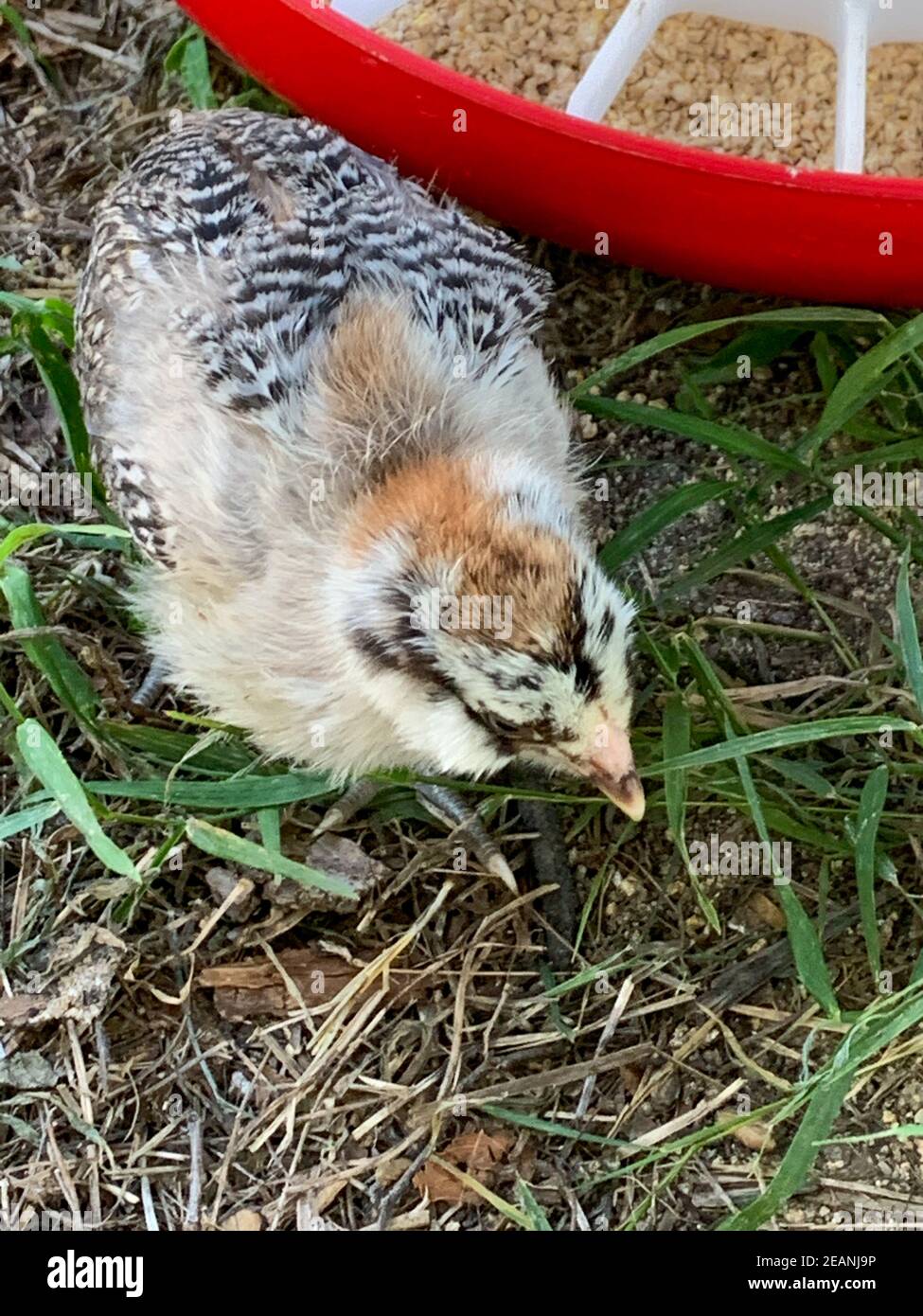 Baby Easter egger pulcino vista dall'alto Foto Stock