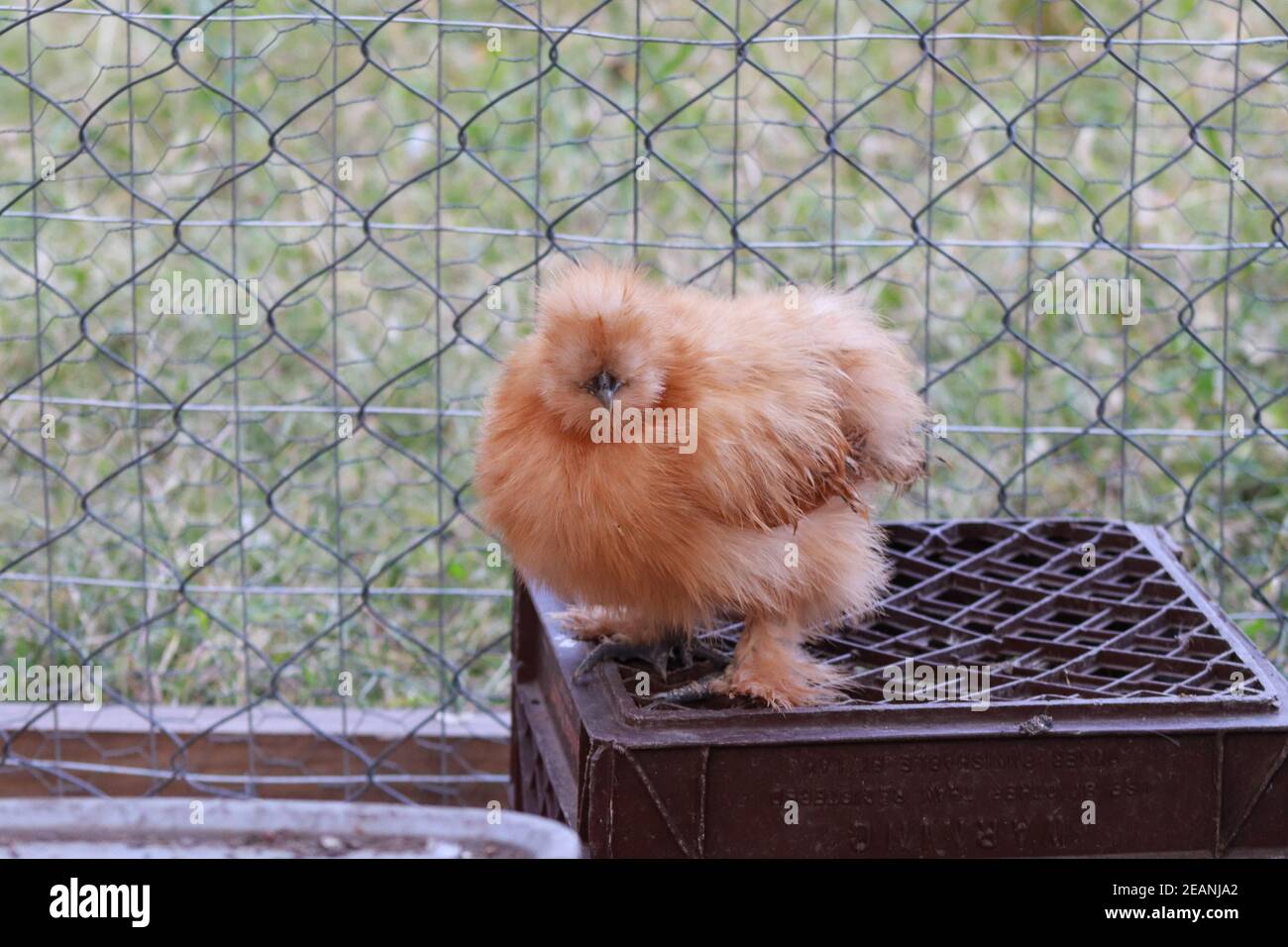 Pollo in cortile Bantam Silkie Hen marrone dorato e nero Foto Stock