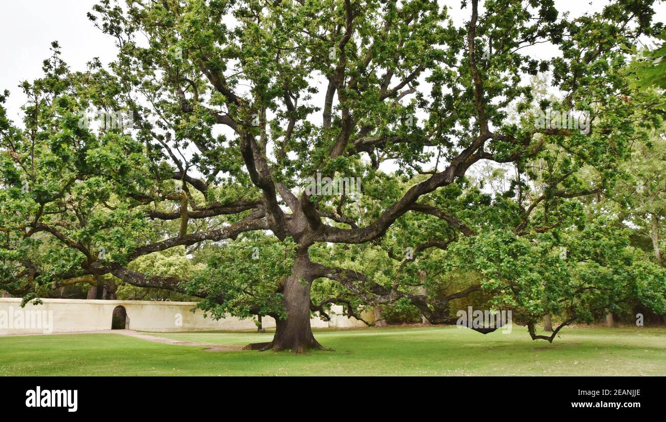 Primo piano della quercia reale presso Vergelegen Wine Estate In Sud Africa Foto Stock