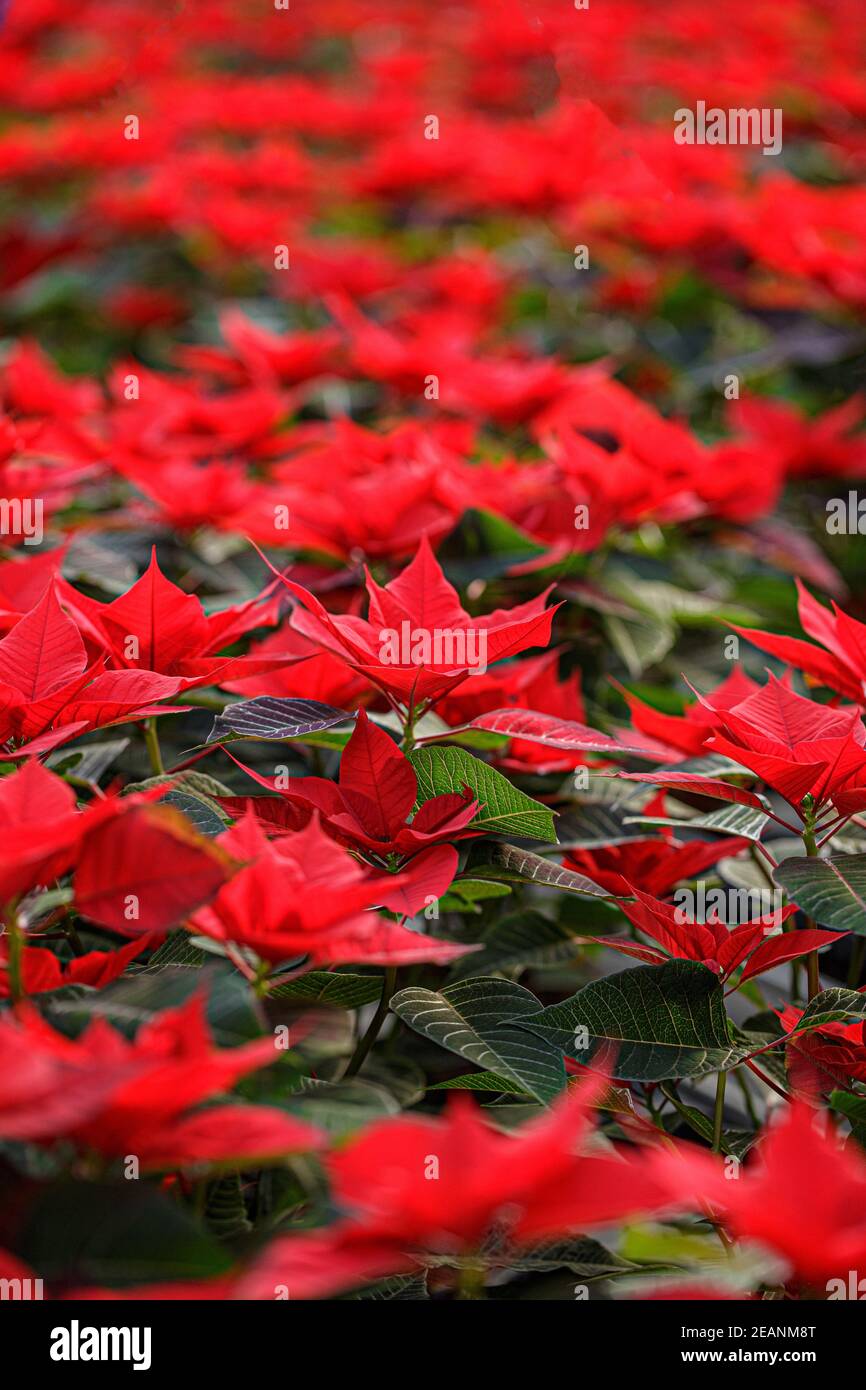 Campo di Poinsettia rossa Foto Stock