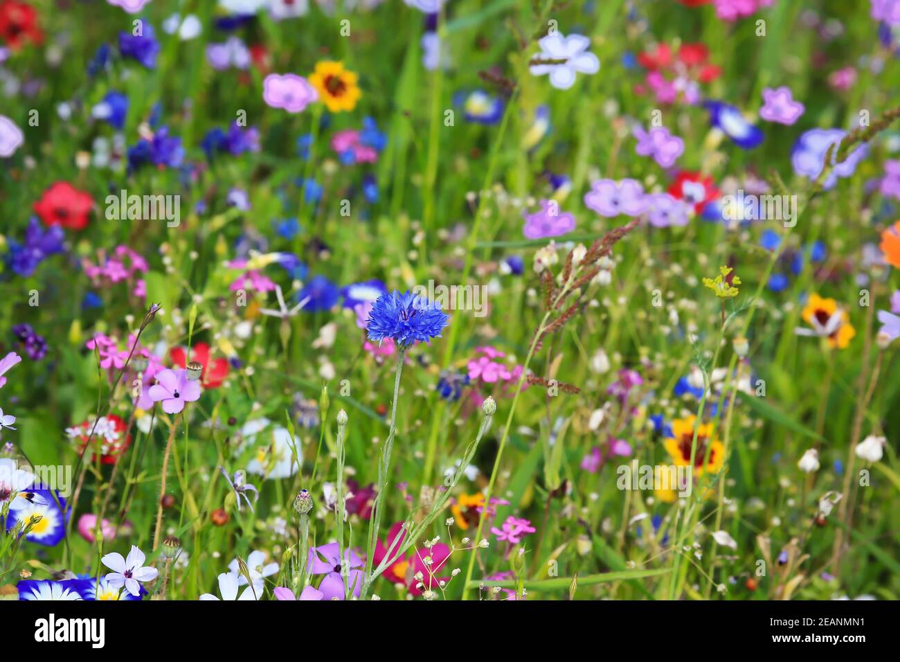 Colorato prato di fiori nel colore primario verde con diversi fiori selvatici. Foto Stock