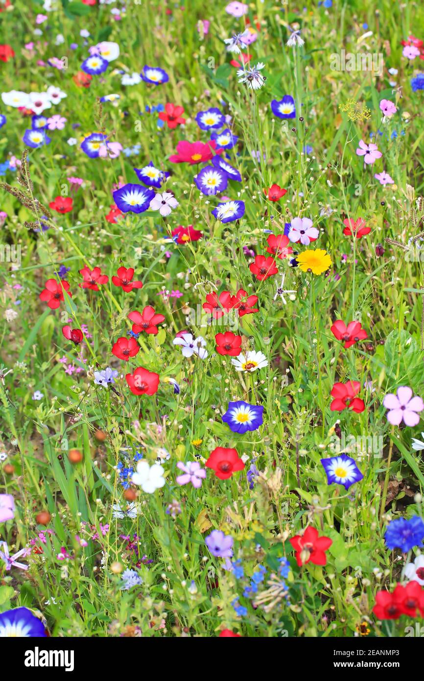 Colorato prato di fiori nel colore primario verde con diversi fiori selvatici. Foto Stock