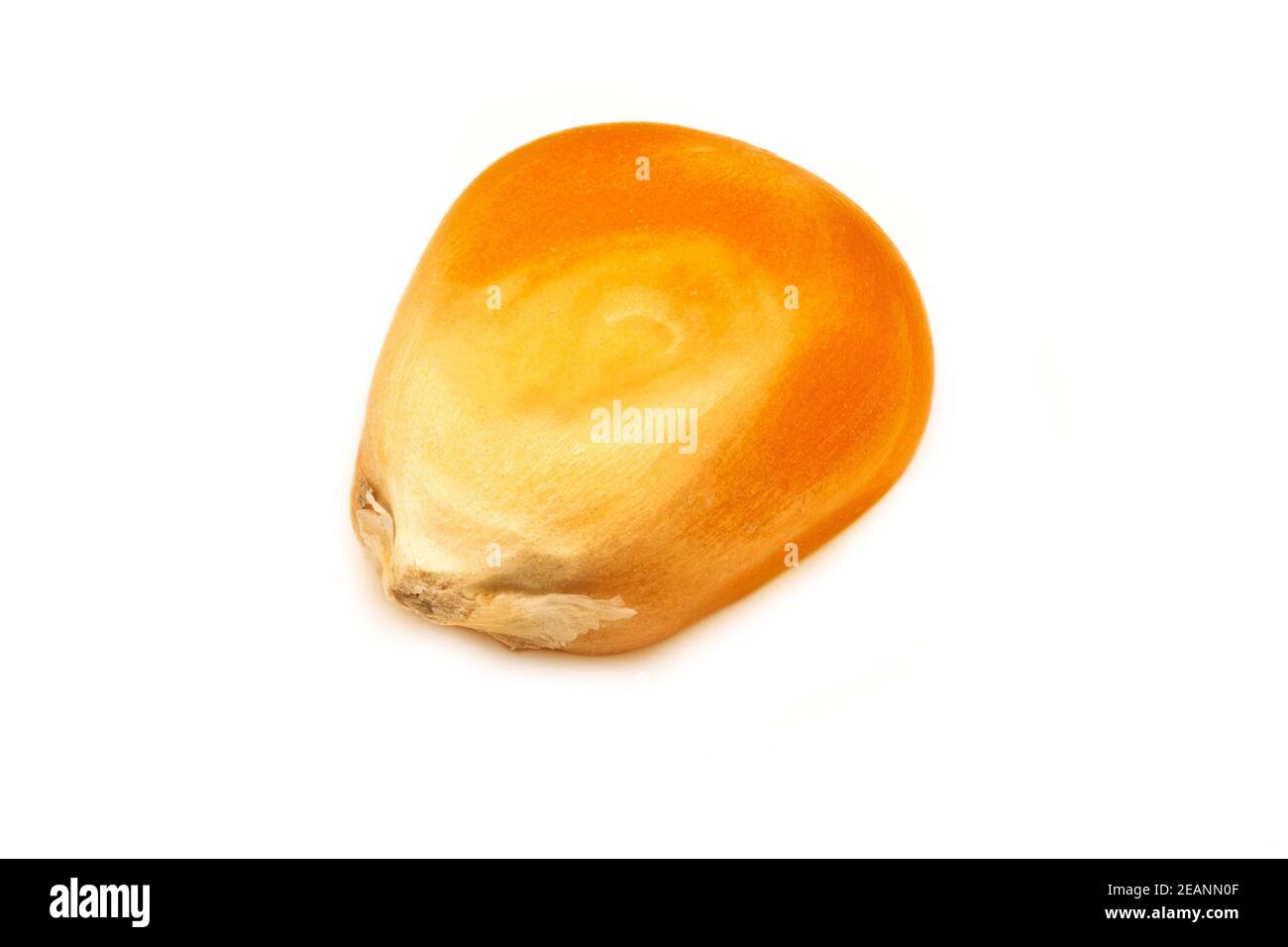 Mais popcorn Foto Stock