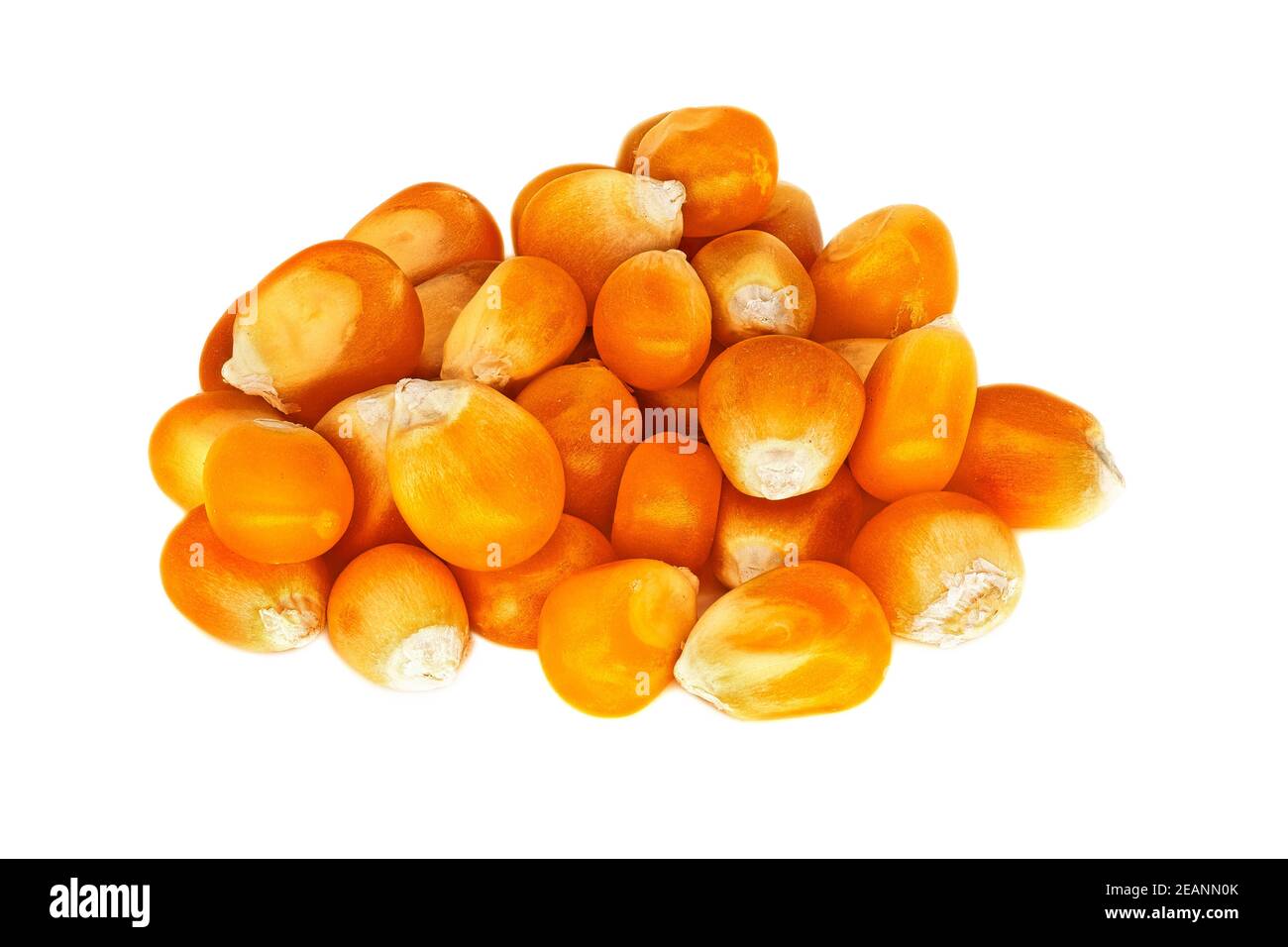 Mais popcorn Foto Stock