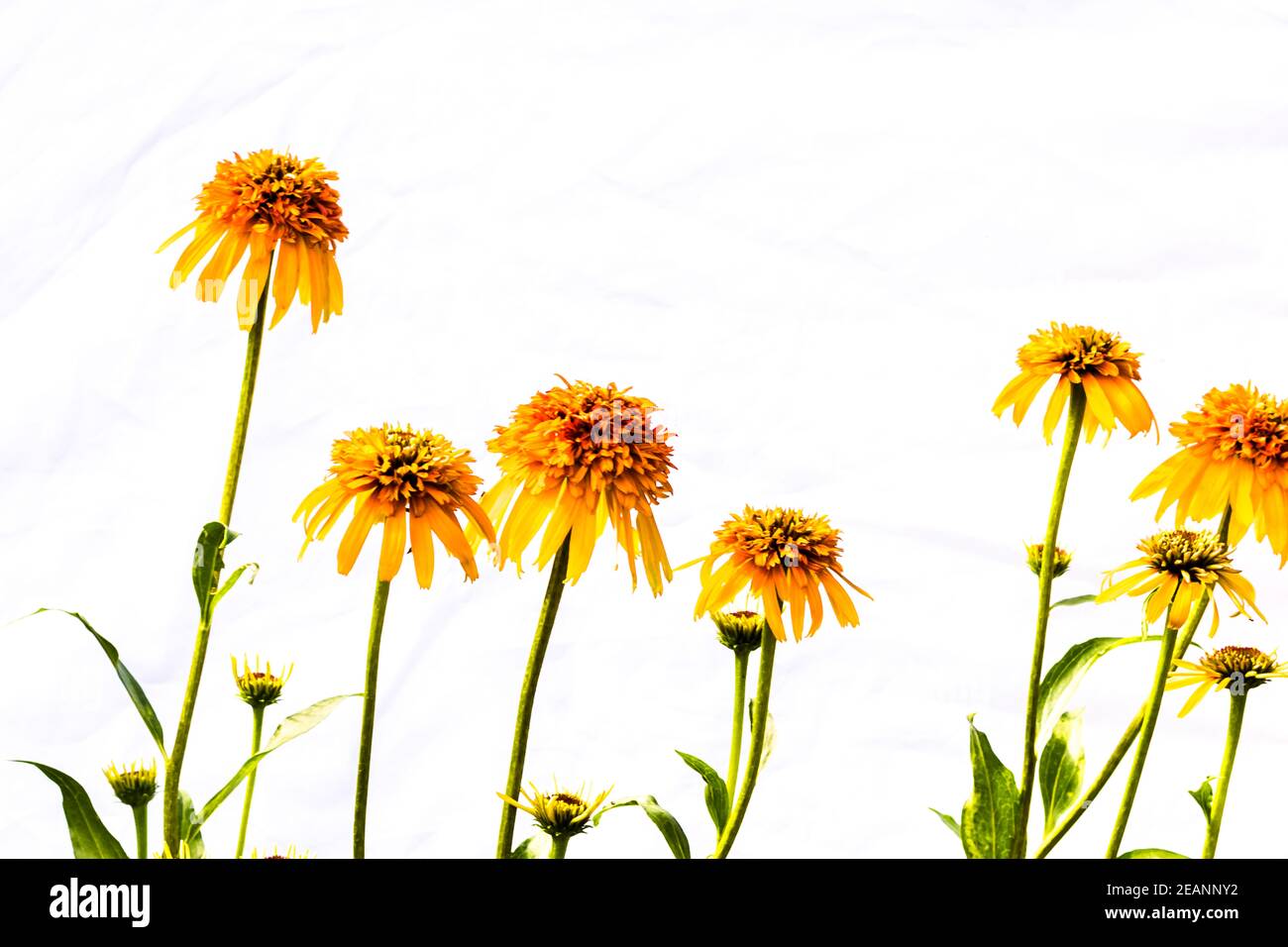 doppio scoop arancio echinacea fiore con foglie verdi Foto Stock