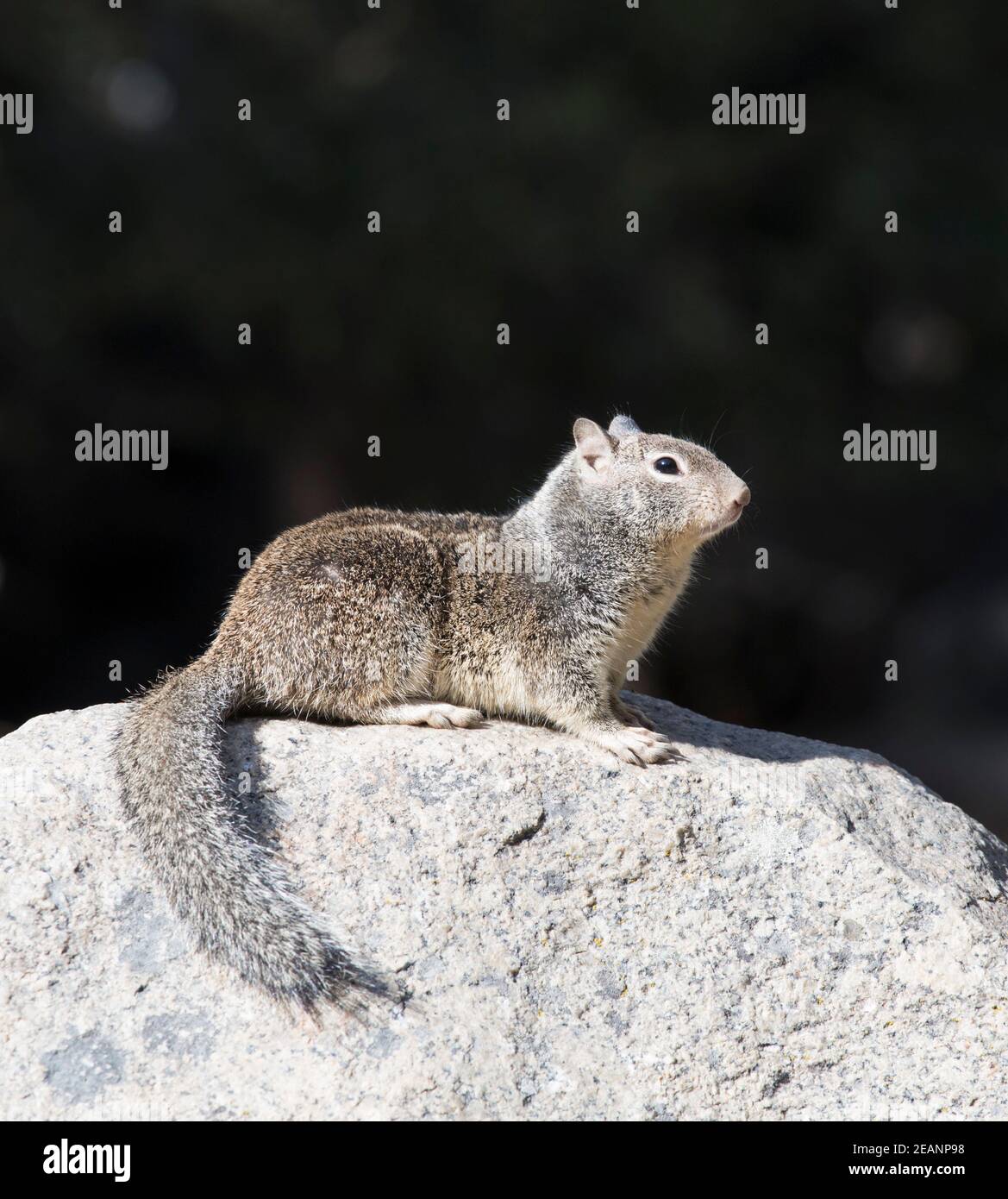 Scoiattolo di terra della California (Otospermophilus beecheyi), su roccia di granito, Villaggio di Yosemite, Parco Nazionale di Yosemite, California, Stati Uniti d'America Foto Stock