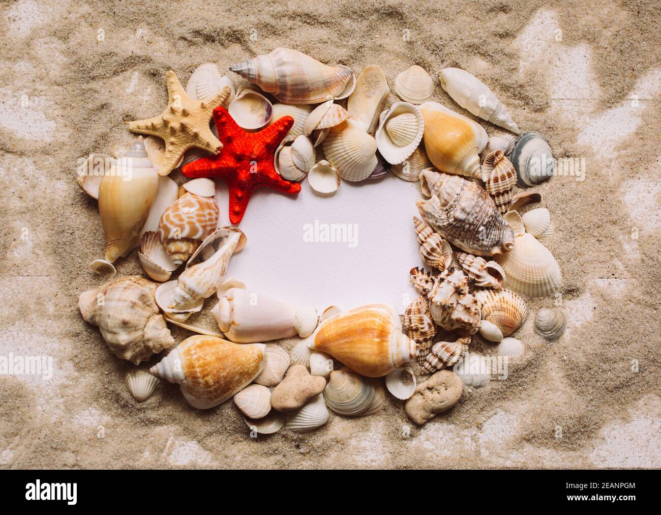 Molte conchiglie e stelle marine rosse si trovano sulla sabbia. Sfondo bianco vuoto con posizione per il testo. Vista dall'alto. Foto Stock