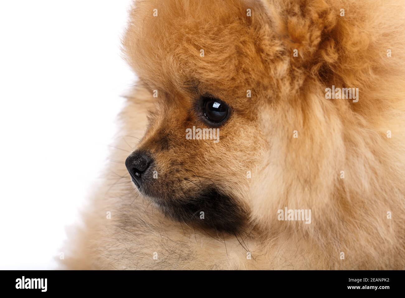 Primo piano di soffice Spitz Pomeraniano seduta lateralmente e guardando dritto. Foto Stock