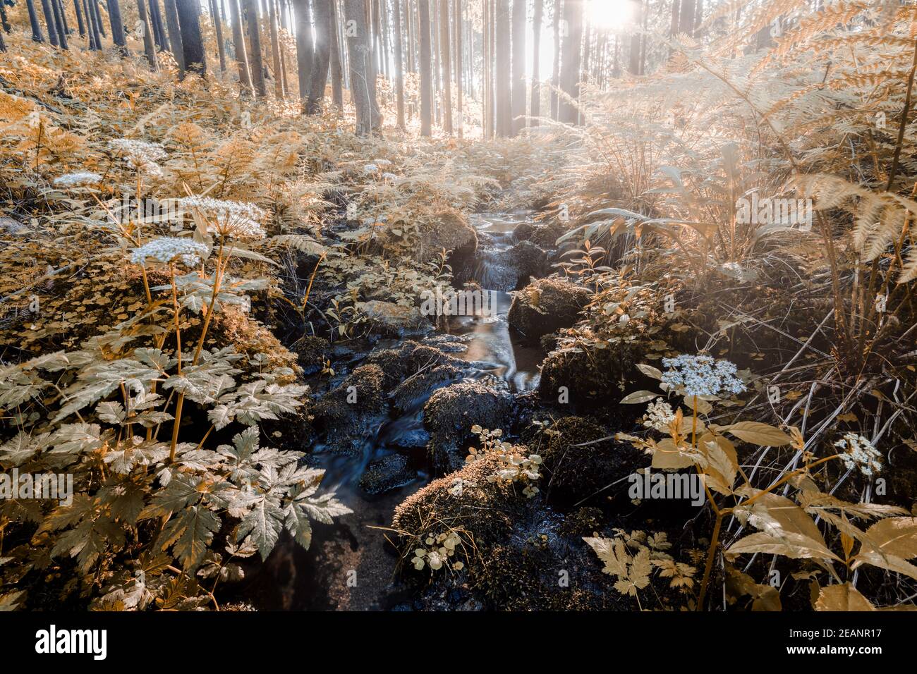 Cade sul piccolo fiume di montagna in una foresta Foto Stock