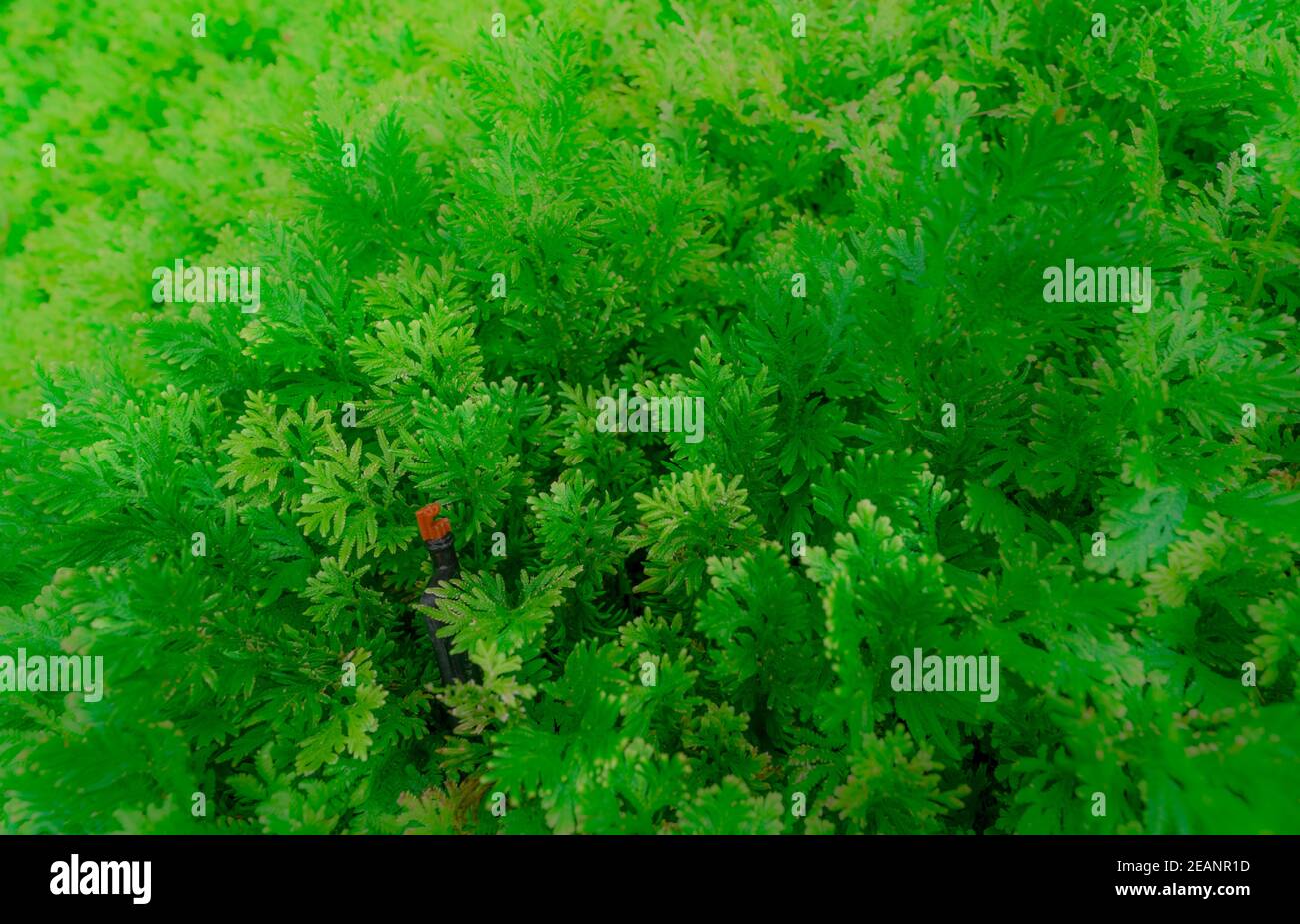Fuoco selettivo su foglia verde di pianta ornamentale. Irrigatore automatico per innaffiatura di piante verdi. Irrigatore con impianto automatico. Sistema di irrigazione giardino prato. Irrigazione a domicilio. Foto Stock