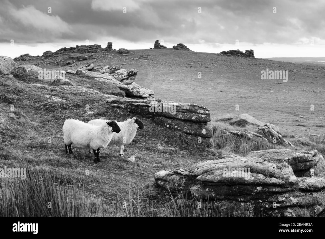 Due pecore bianche sotto Staple Tor vicino a Merrivale, Dartmoor National Park, Devon, Inghilterra, Regno Unito, Europa Foto Stock