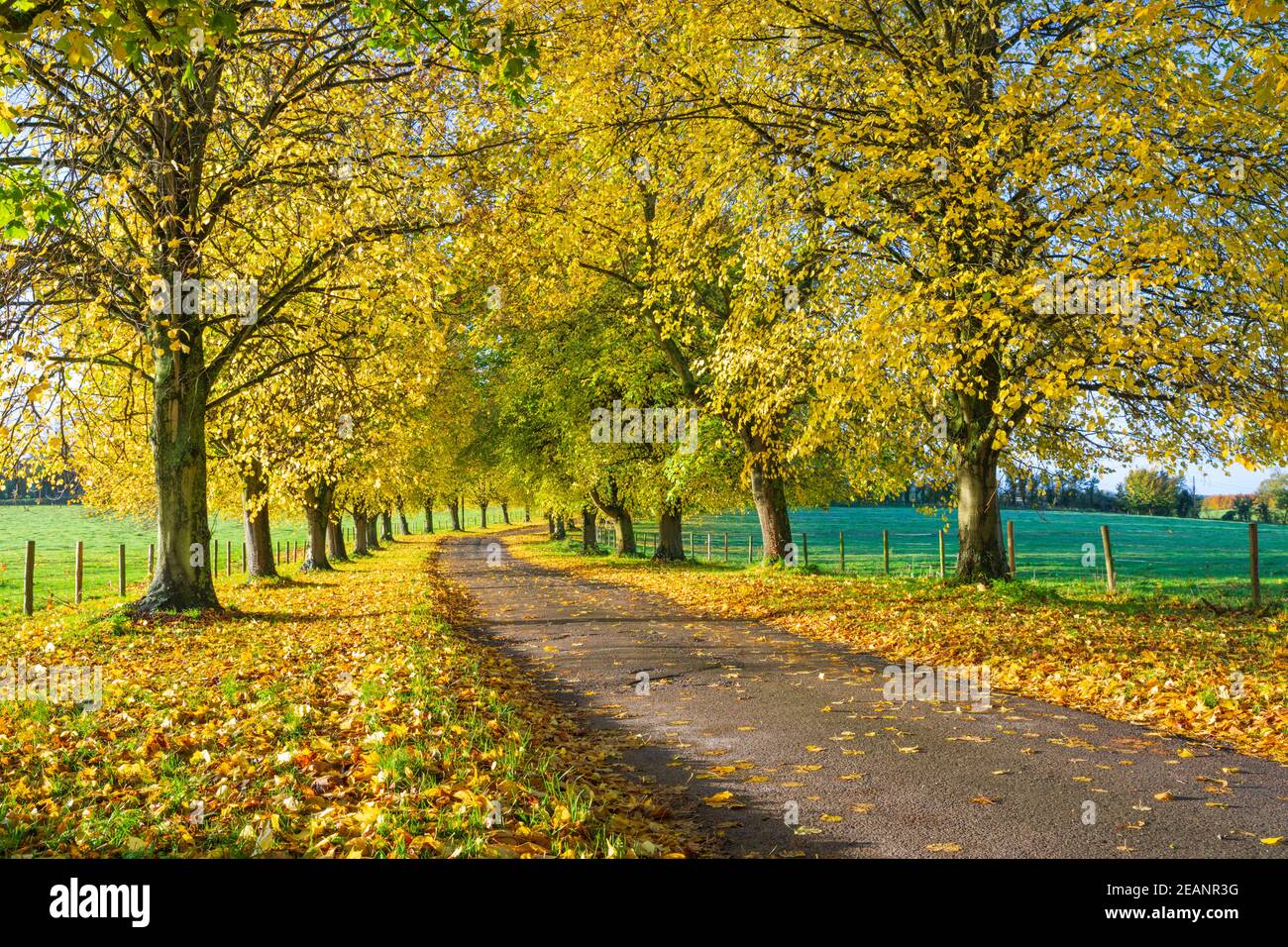 Viale di alberi di faggio autunnali con foglie gialle colorate, Newbury, Berkshire, Inghilterra, Regno Unito, Europa Foto Stock