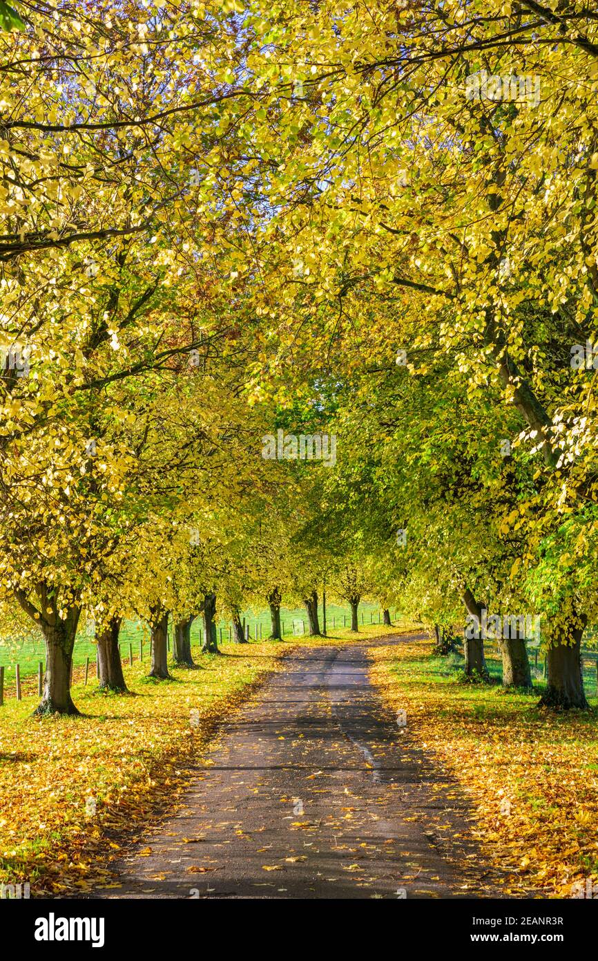 Viale di alberi di faggio autunnali con foglie gialle colorate, Newbury, Berkshire, Inghilterra, Regno Unito, Europa Foto Stock Viale di alberi di faggio autunnali con foglie gialle colorate, Newbury, Berkshire, Inghilterra, Regno Unito, Europa Foto Stock