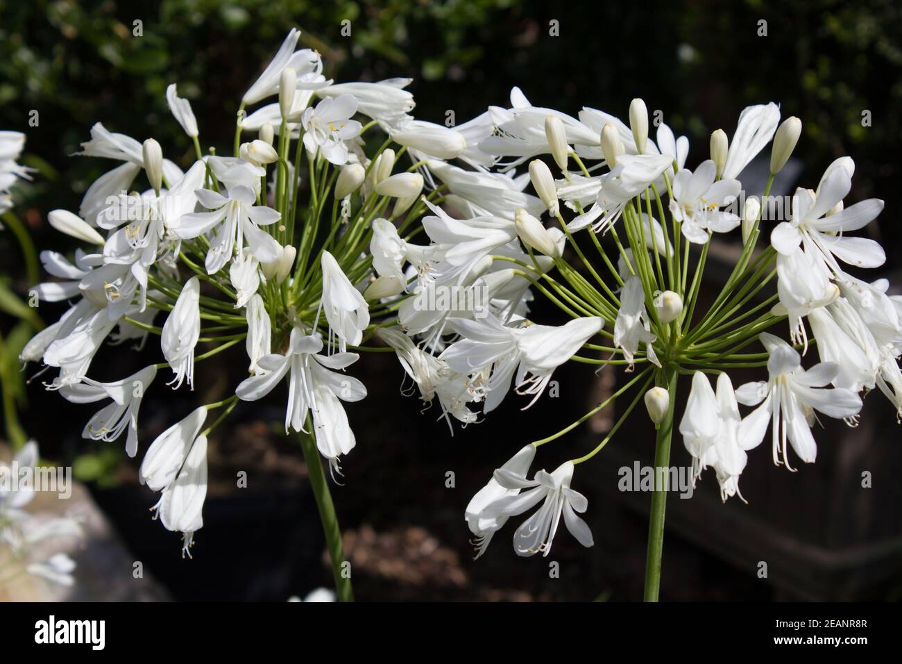 Agapanthus fiorito bianco in un giardino a Goettingen, Germania Foto Stock