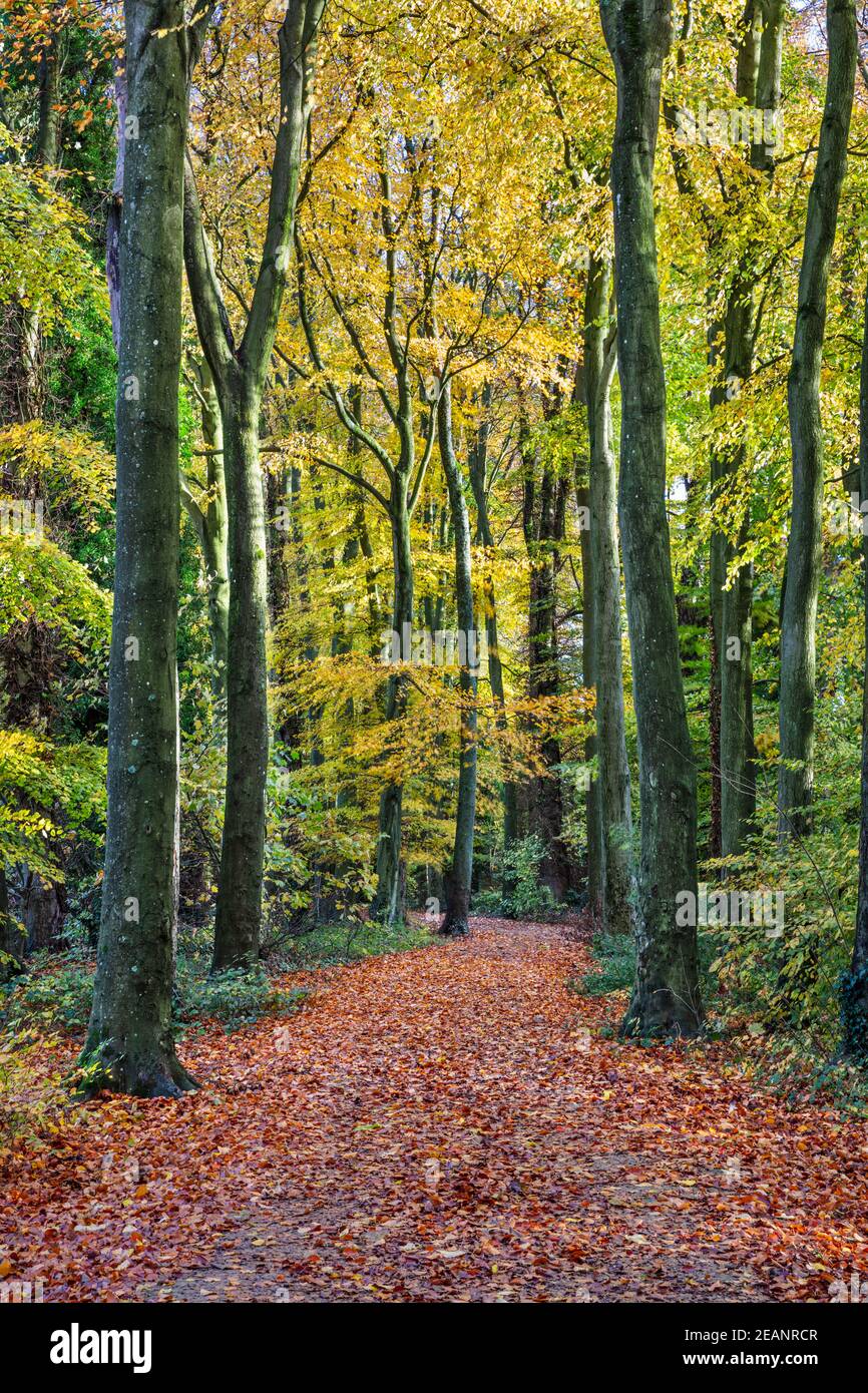 Sentiero che conduce attraverso boschi di faggio, Basingstoke, Hampshire, Inghilterra, Regno Unito, Europa Foto Stock