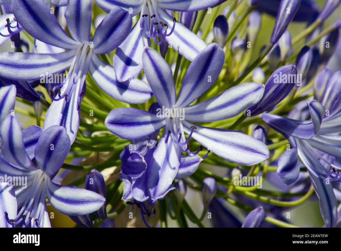 Agapanthus fiorito blu in un giardino a Goettingen, Germania Foto Stock