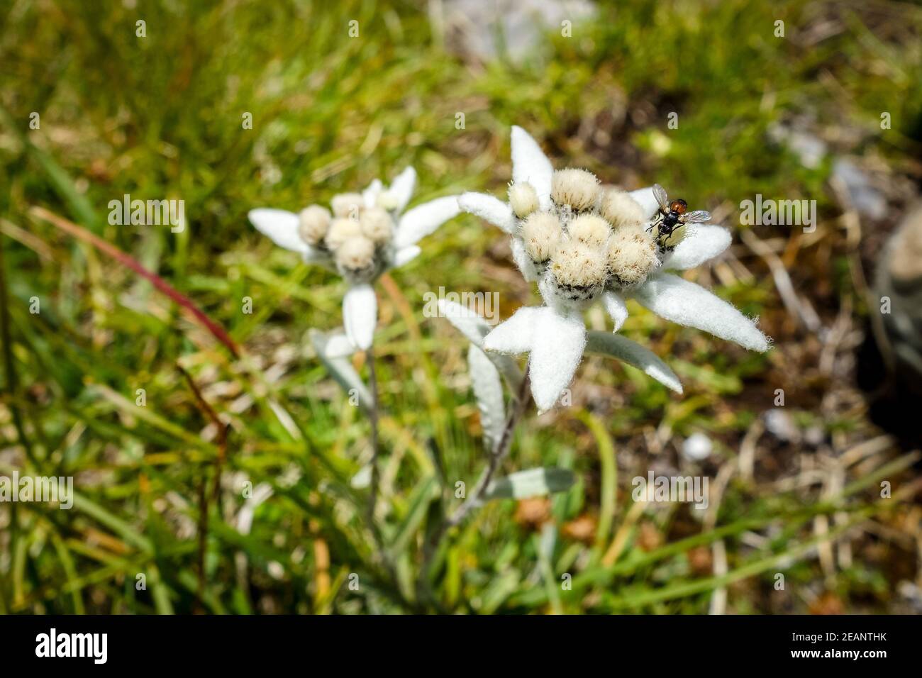Fiori Edelweiss nel Parco Nazionale della Vanoise, Francia Foto Stock