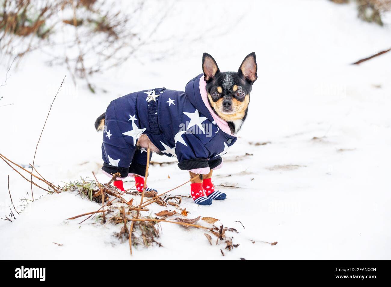 Cane su una passeggiata invernale. Chihuahua in abiti caldi. Cane Chihuahua  in scarpe invernali. Cane, inverno Foto stock - Alamy