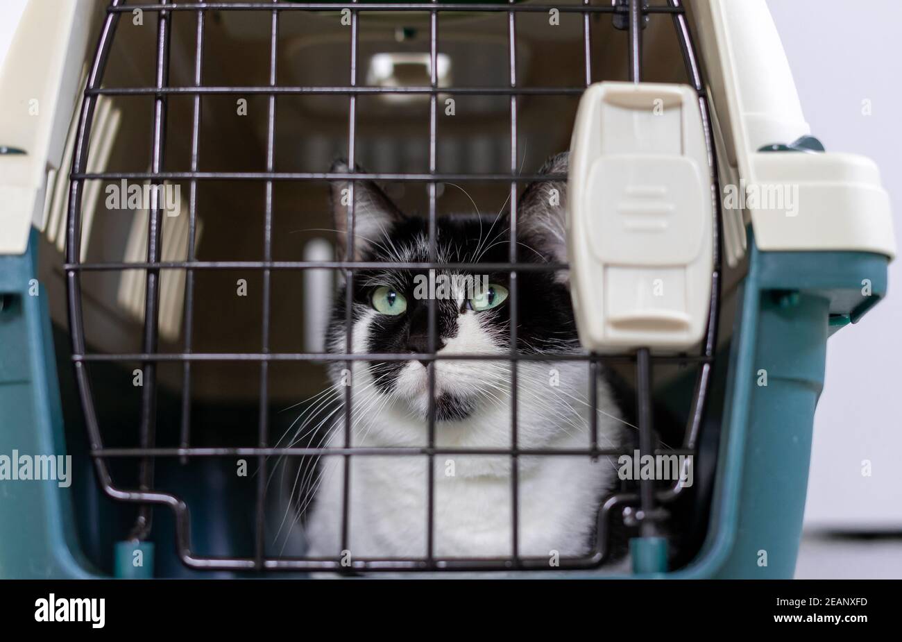 Cat nella gabbia. cat in una scatola di trasporto Foto Stock