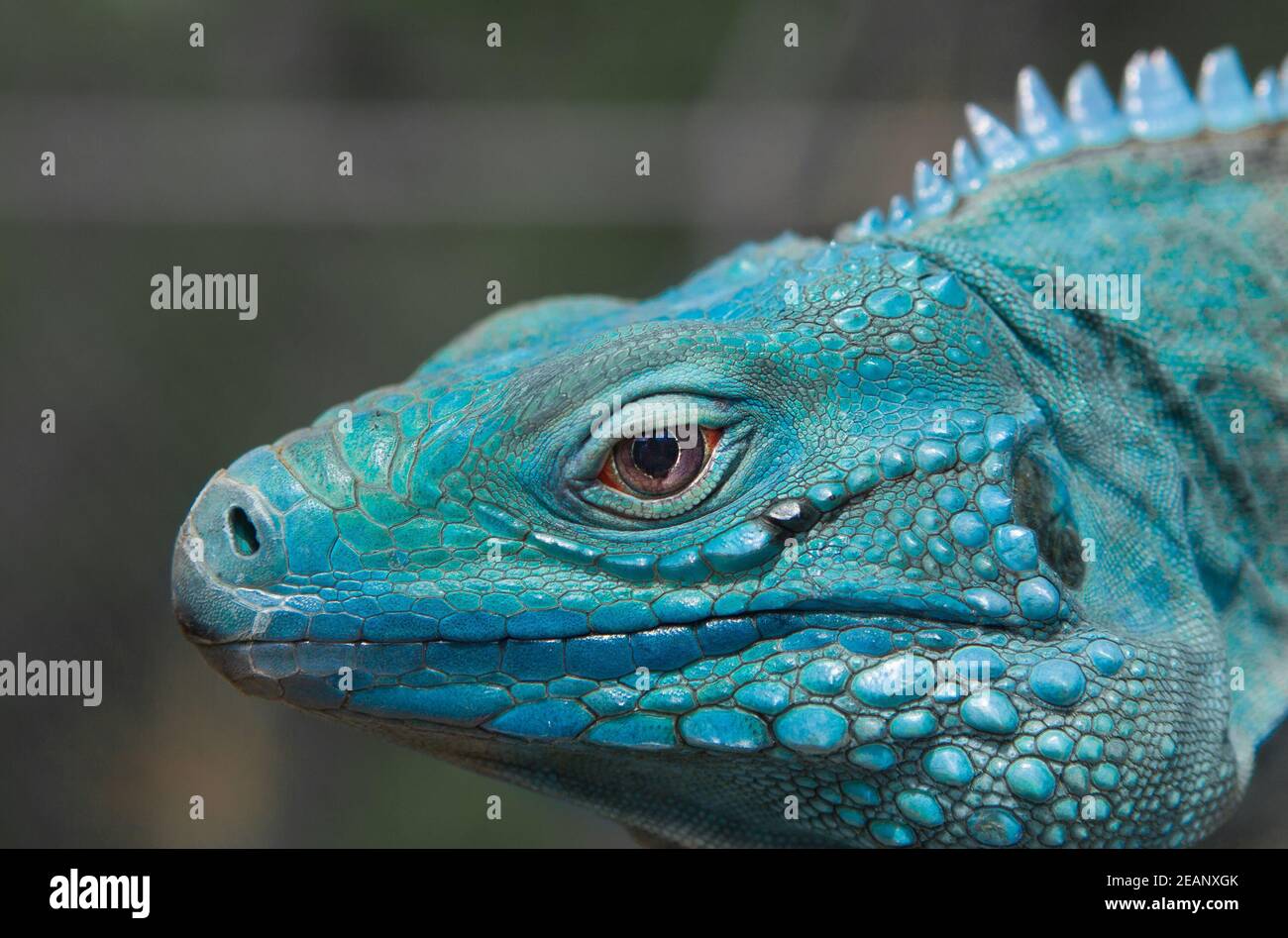 L'Iguana Blu (Cyclura lewisi) è protetta nel Parco Botanico della Regina Elisabetta II. Grand Cayman, Isole Cayman, Caraibi Foto Stock