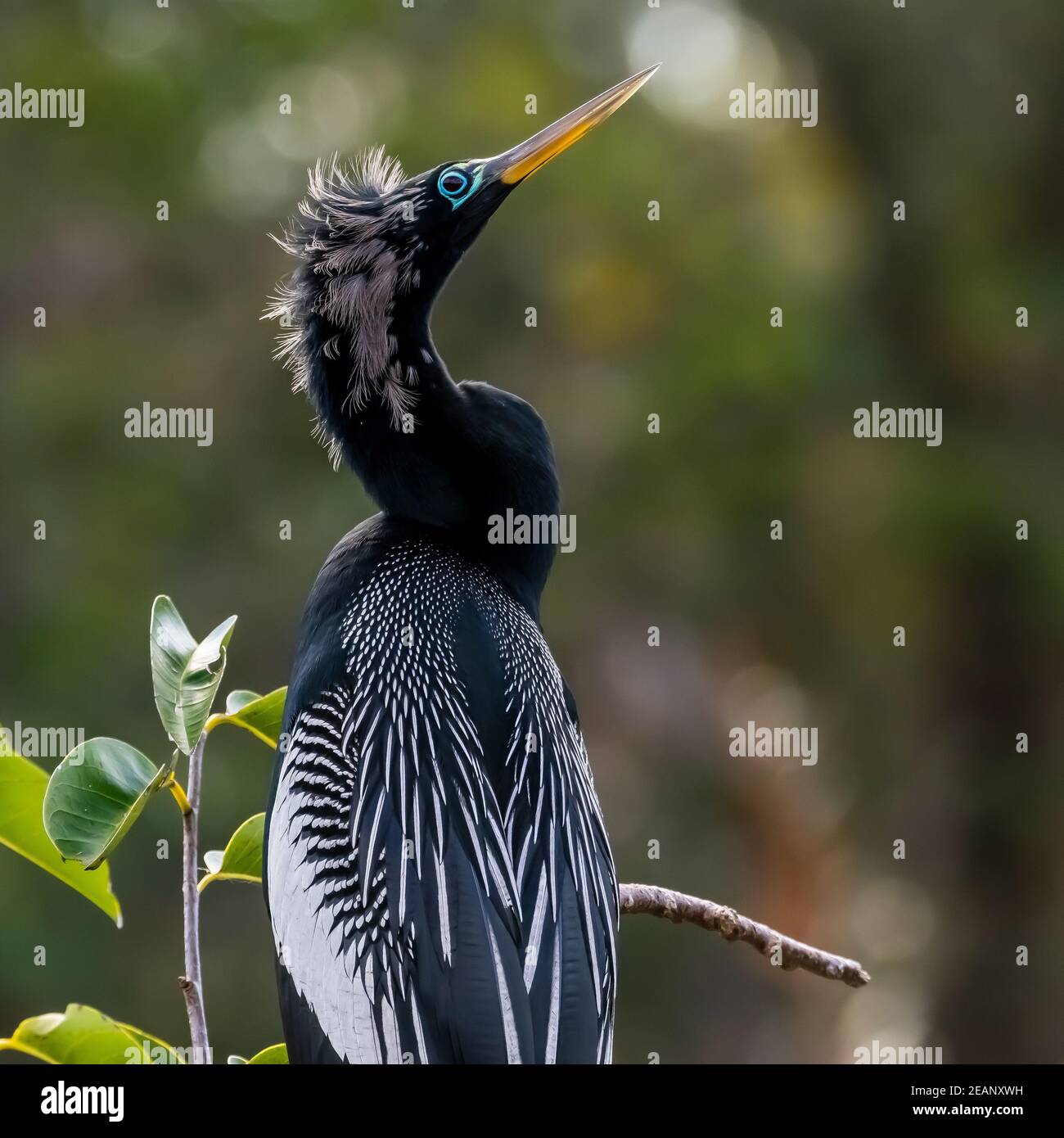 Anhinga Courtship Foto Stock