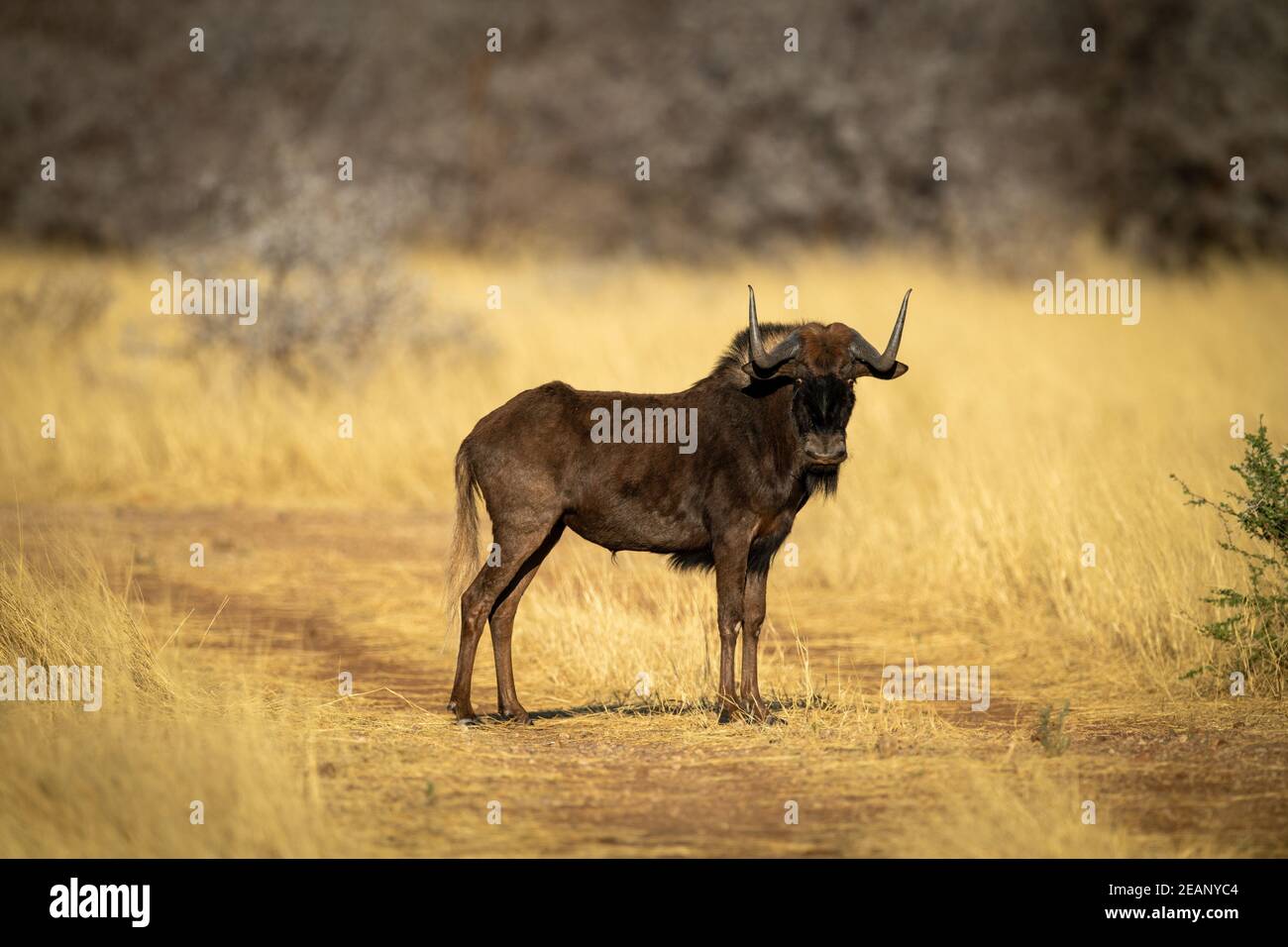 Black wildebeest si erge sulla telecamera a vista in pista Foto Stock