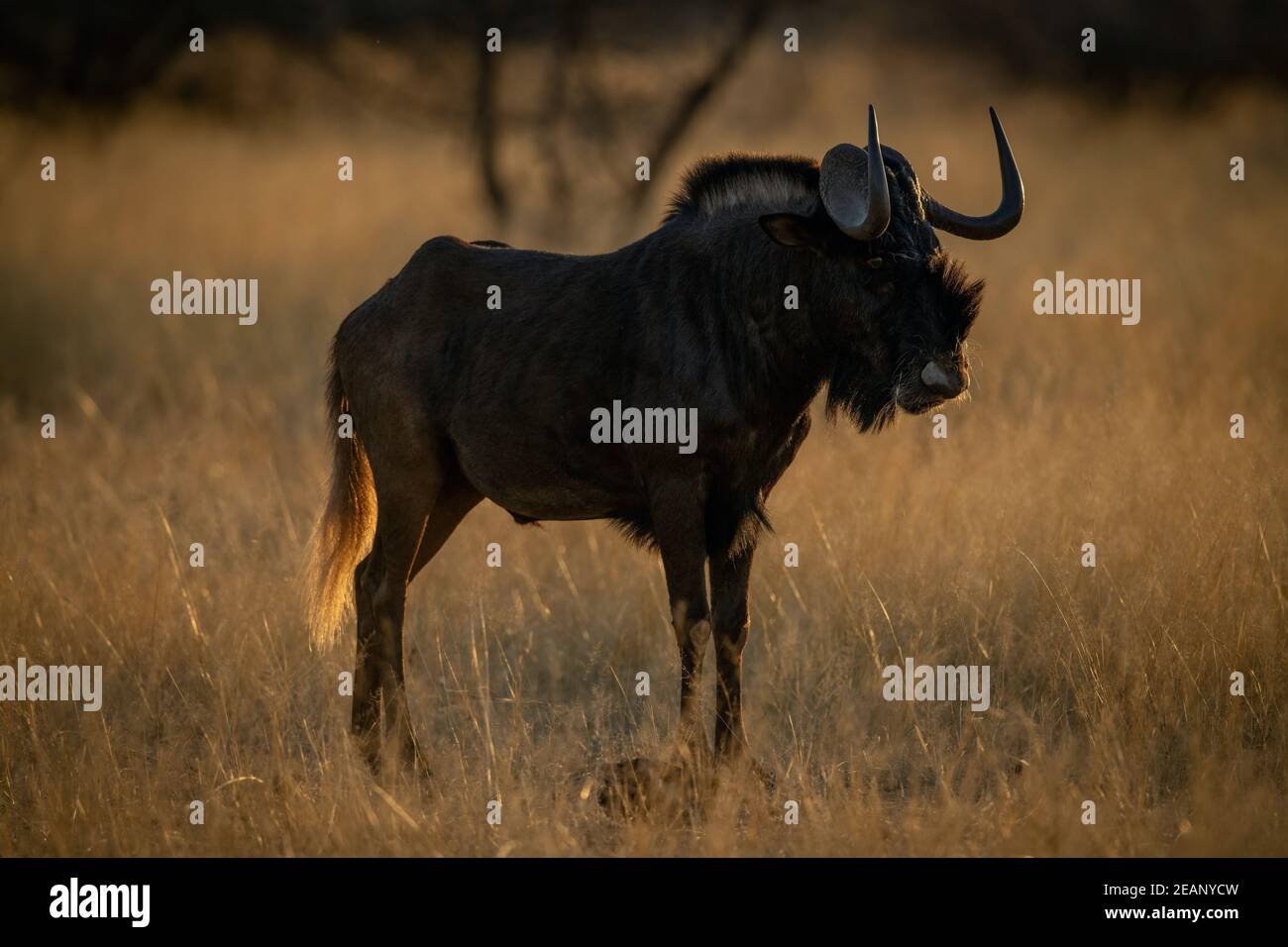 Black wildebeest cammina su una macchina fotografica per occhi d'erba Foto Stock