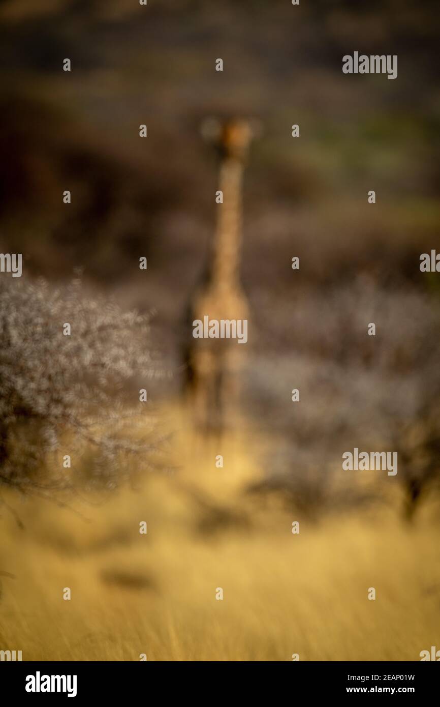 La giraffa meridionale sfocata si erge tra spessi cespugli Foto Stock