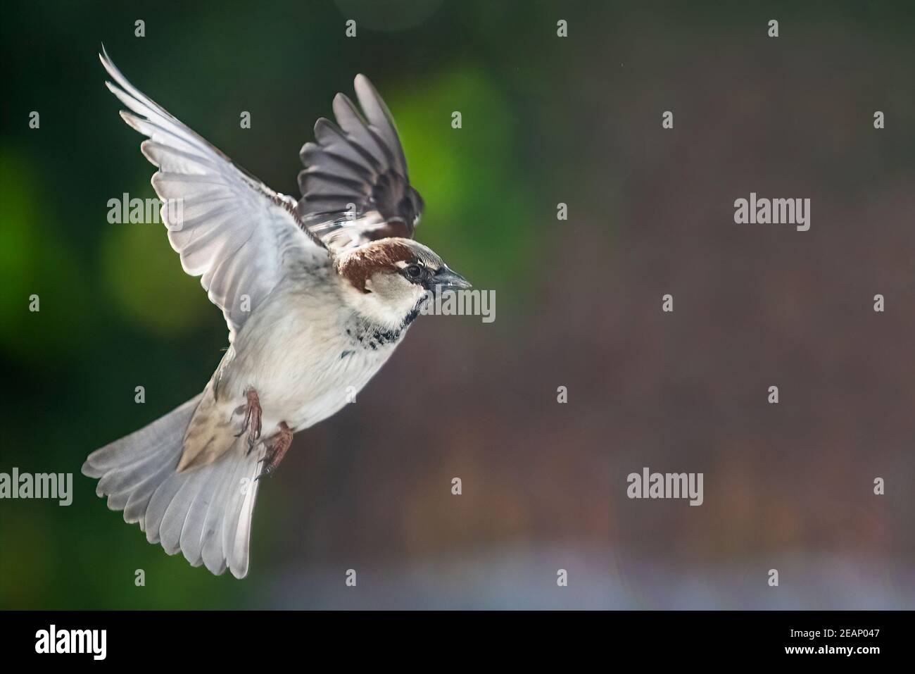 Parrione maschile in volo Foto Stock