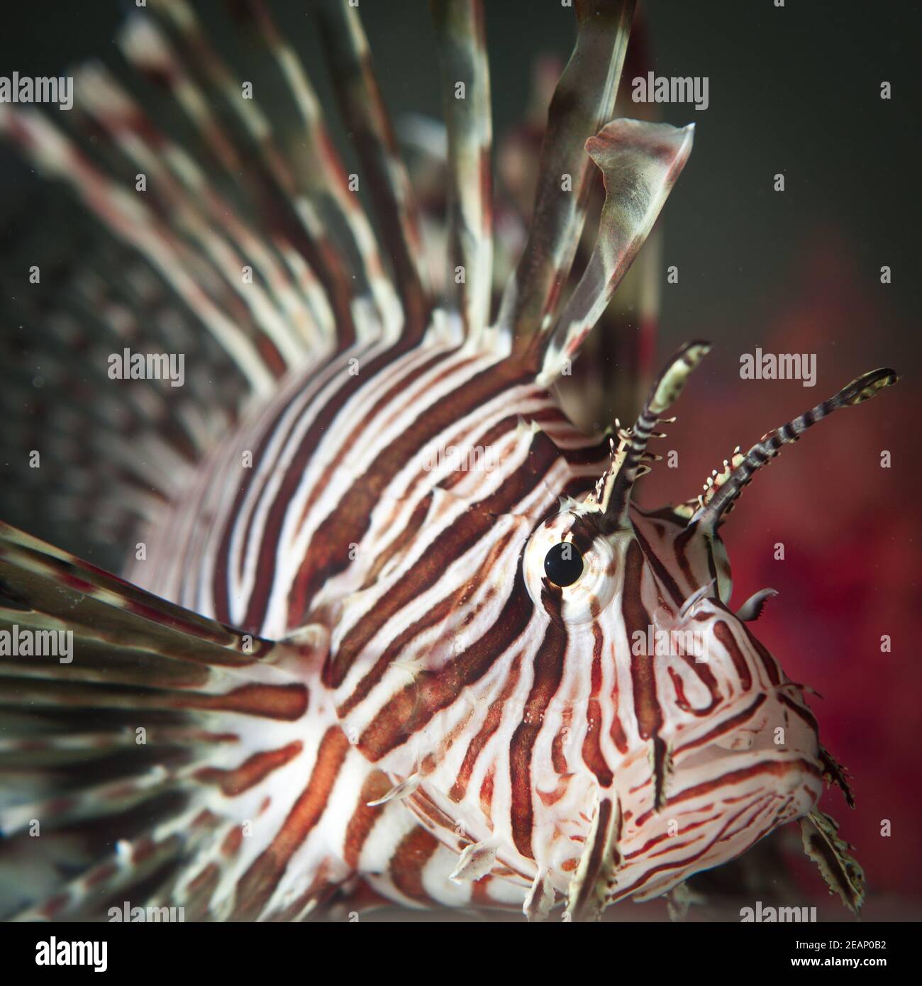 Red Lionfish Underwater Isole Cayman, animale, pinna animale, fauna selvatica, caccia agli animali. Pterois è un genere di pesci venosi di specie invasive Foto Stock