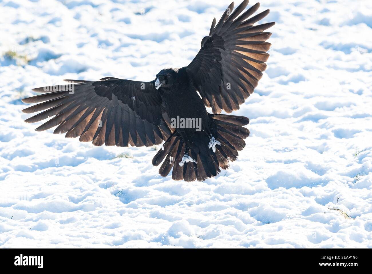 Gartness, Stirling, Scozia, Regno Unito. 10 Feb 2021. UK Weather - un corvo con becco e artigli innevati, atterrando in un campo alla ricerca di vermi e grubs Credit: Kay Roxby/Alamy Live News Foto Stock