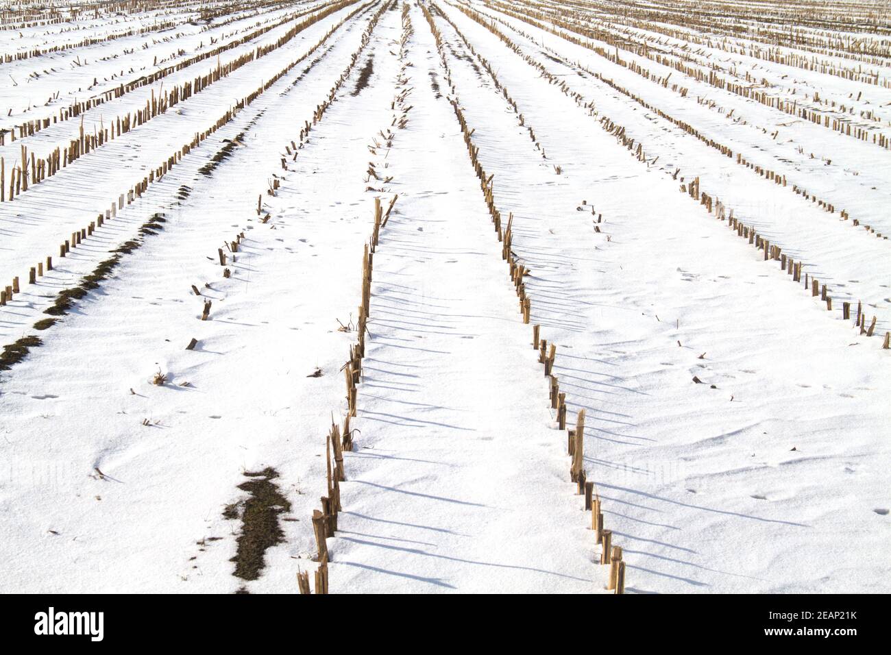 File lunghe di stoppie di mais su un campo coperto con neve in inverno Foto Stock