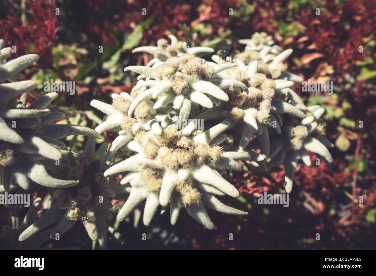 Fiori Edelweiss nel Parco Nazionale della Vanoise, Francia Foto Stock