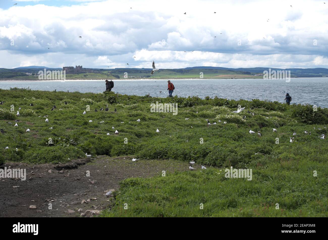 Bird watching sulle Isole Farne, con il Castello di Bamburgh sulla costa del Northumberland sullo sfondo, Inghilterra, Regno Unito Foto Stock