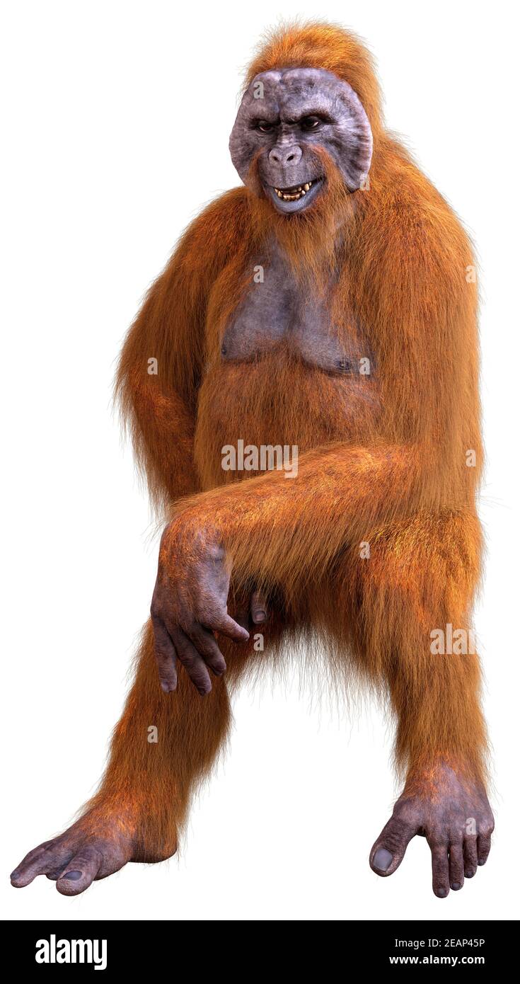 Orangutan 3D rendering su bianco Foto Stock