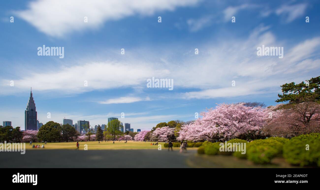 Tokyo, Giappone i giapponesi hanno festa, pic-nic sotto gli alberi sakura in piena fioritura in primavera al parco Ueno, Hanami ciliegia fiore festa stupefacente Foto Stock