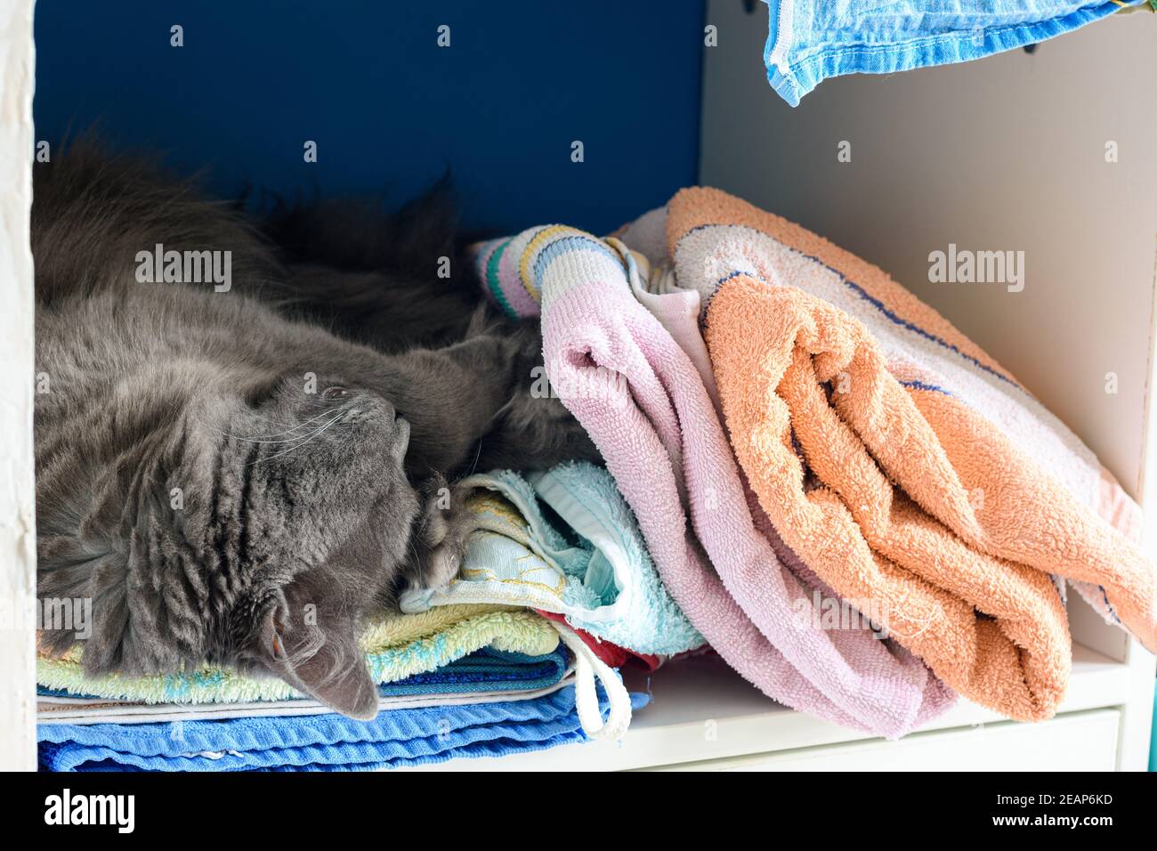 Il gatto dorme nell'armadio sulla mensola con cose Foto Stock
