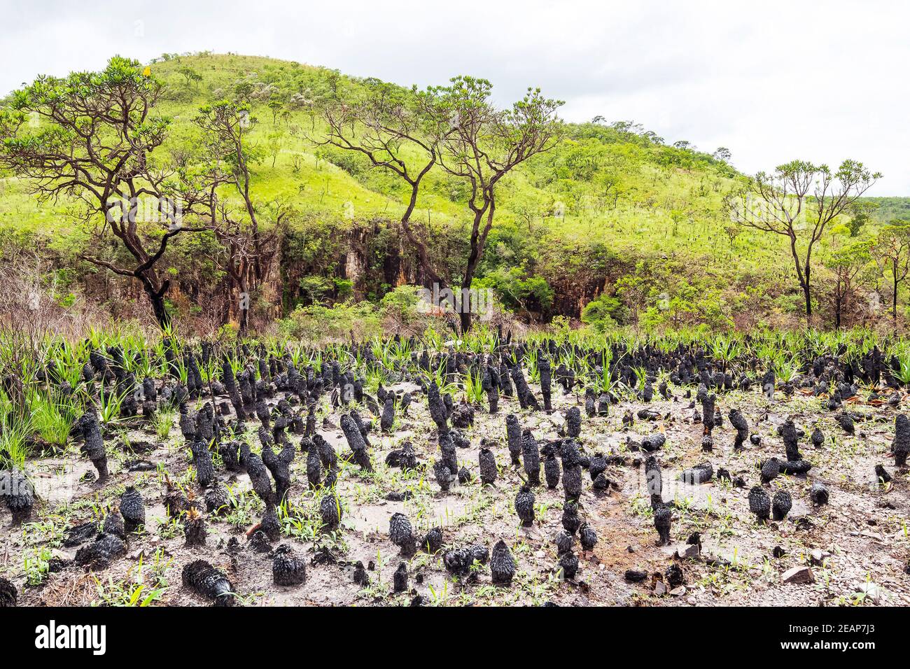Vegetazione del Cerrado brasiliano sulle colline di Capitólio, stato di Minas Gerais. Alcune piante di Canela de Ema bruciate in primo piano, pianta nativa di CER Foto Stock