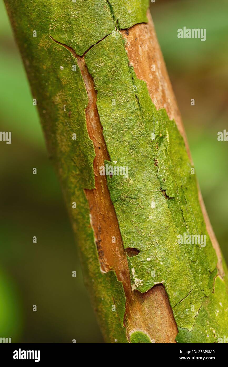 Corteccia texture, modello per lo sfondo o sfondo Foto Stock