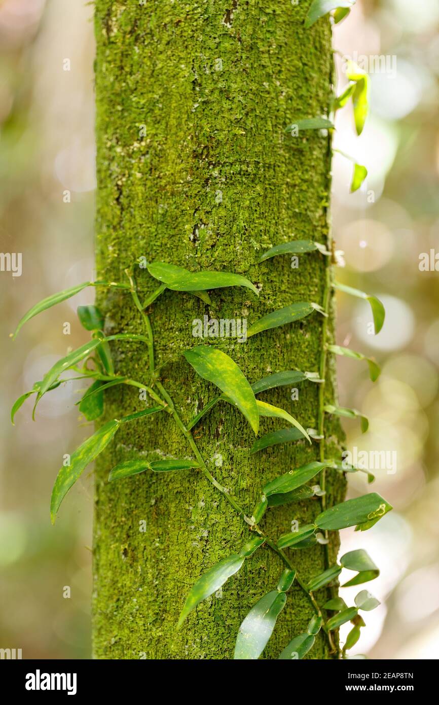 Impianto di vaniglia foglie, madagascar Foto Stock