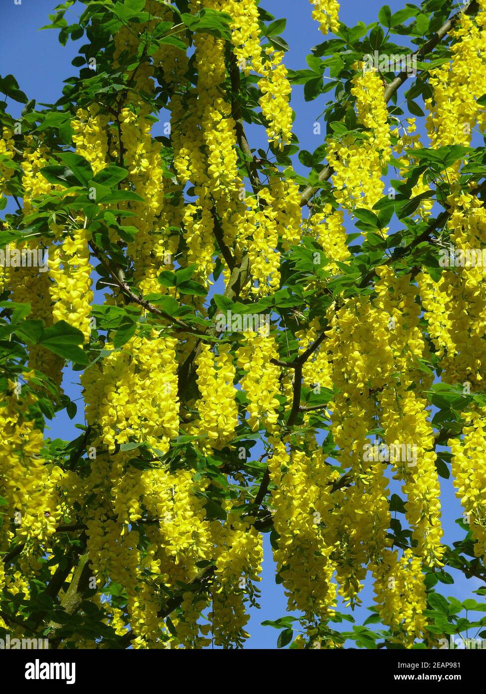 fiori di albero giallo Foto Stock