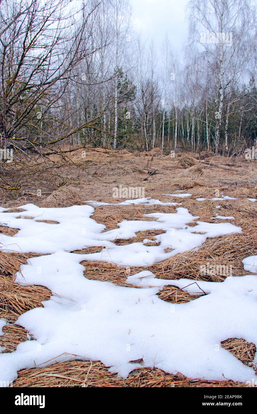 Sciogliendo la neve in primavera al bordo della foresta Foto Stock