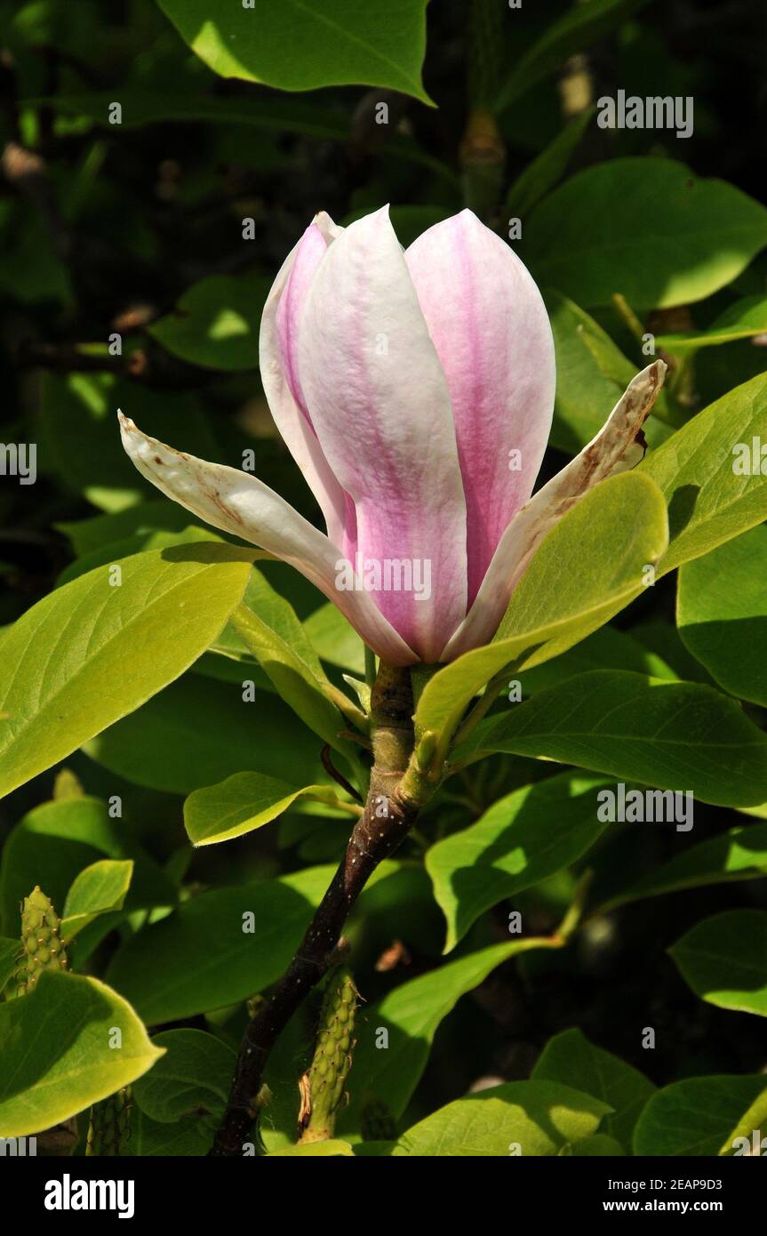 Magnolia Foto Stock