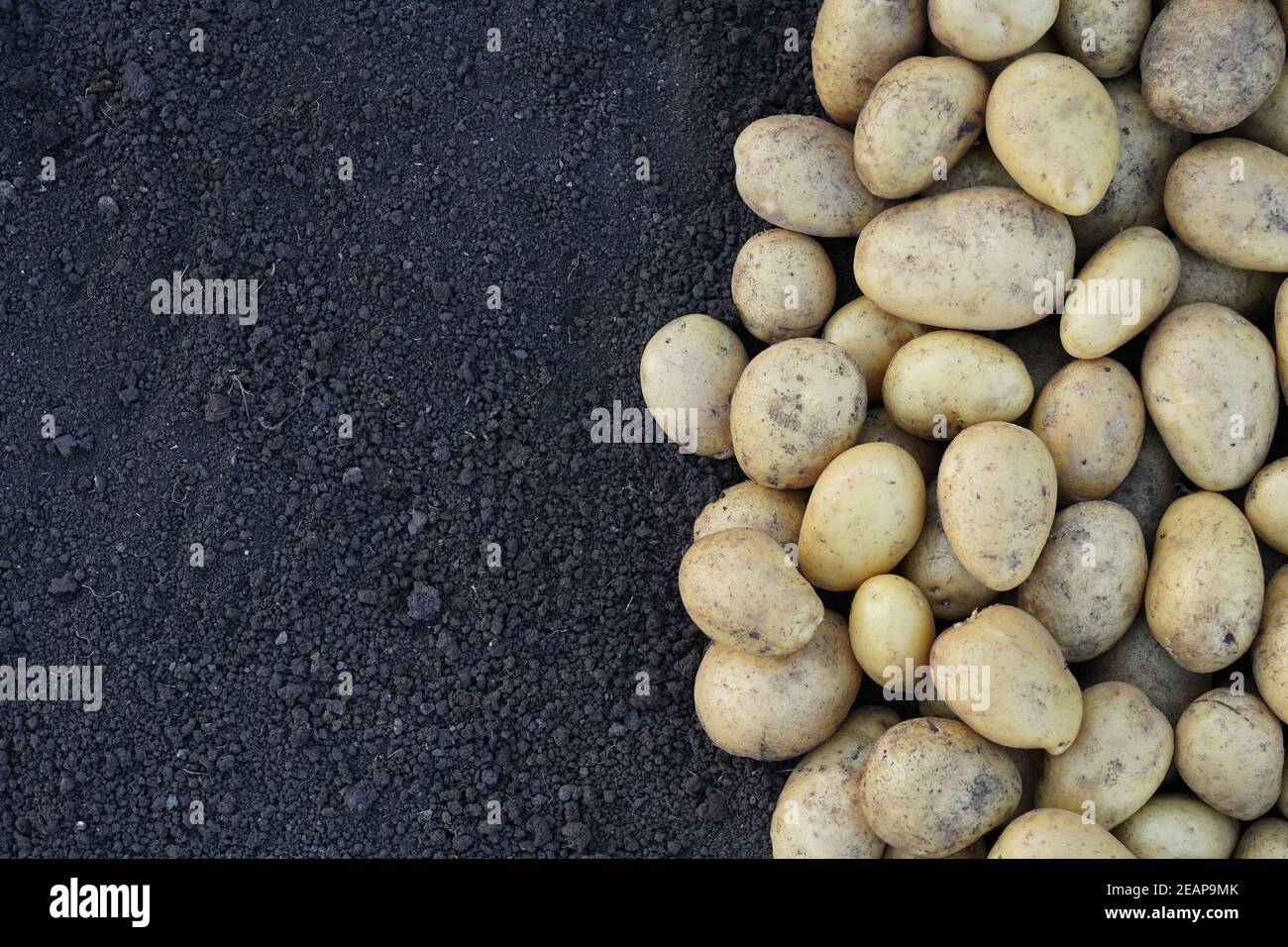 Patate gialle sullo sfondo della terra Foto Stock